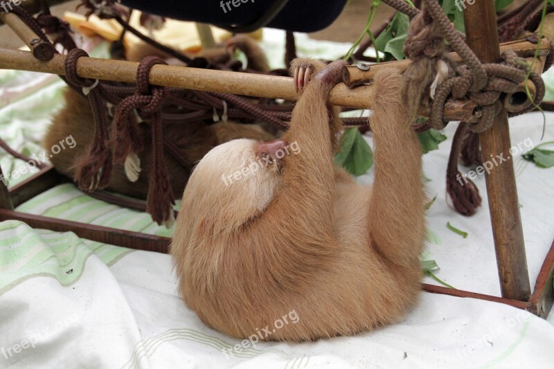 Sloths Arboreal Mammals Slow South America