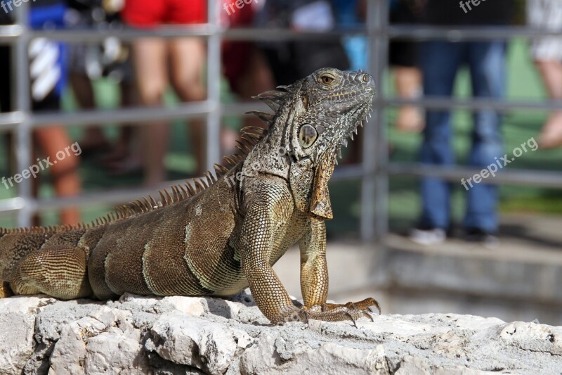 Iguana Reptile Lizard Gecko Terrarium