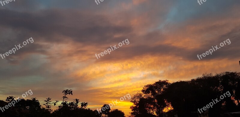 Curitiba Sakura Photo Sky Blue