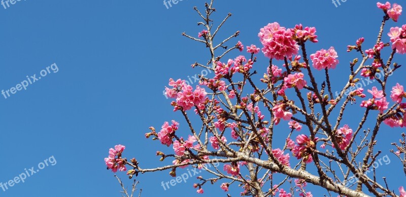 Curitiba Sakura Photo Sky Blue