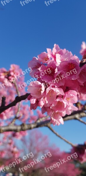 Curitiba Sakura Sky Blue Summer