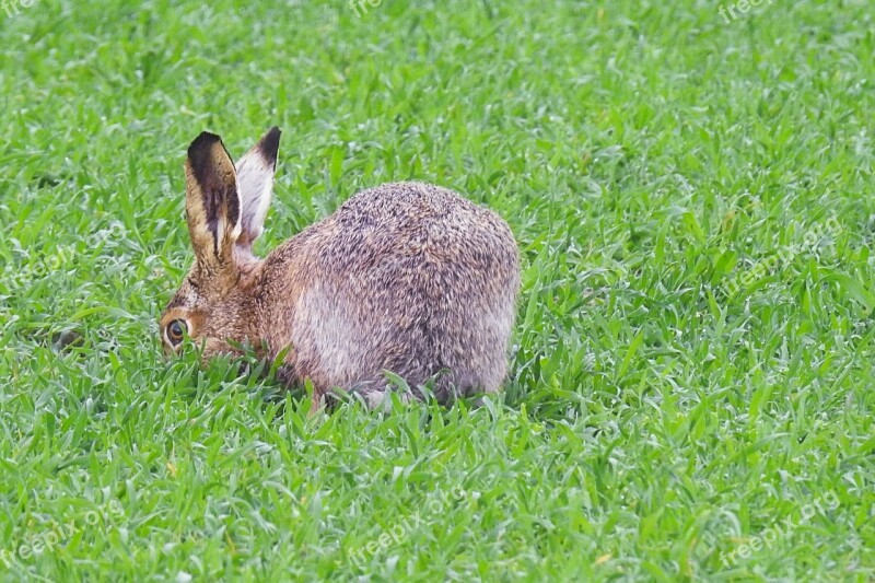 Hare Long Eared Nature Mammal Wild Animal