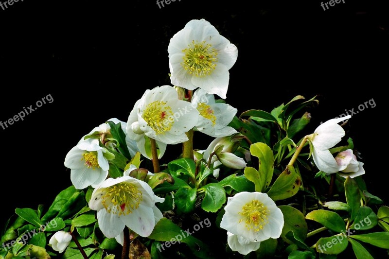 Ciemierniki White Flowers Nature Garden