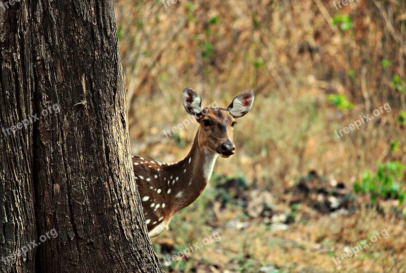 Deer Wild Forest Nature Wildlife