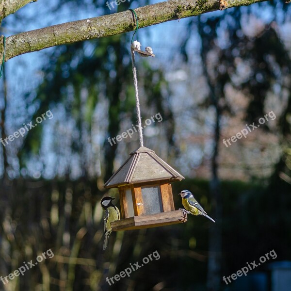 Tit Blue Bird Nature Pen