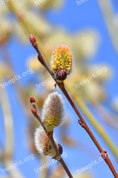 Spring Barka Bloom Wood Nature