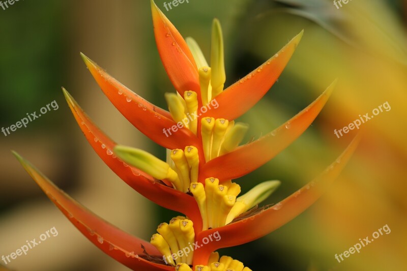 Flower Plant Exotic Tropical Colorful