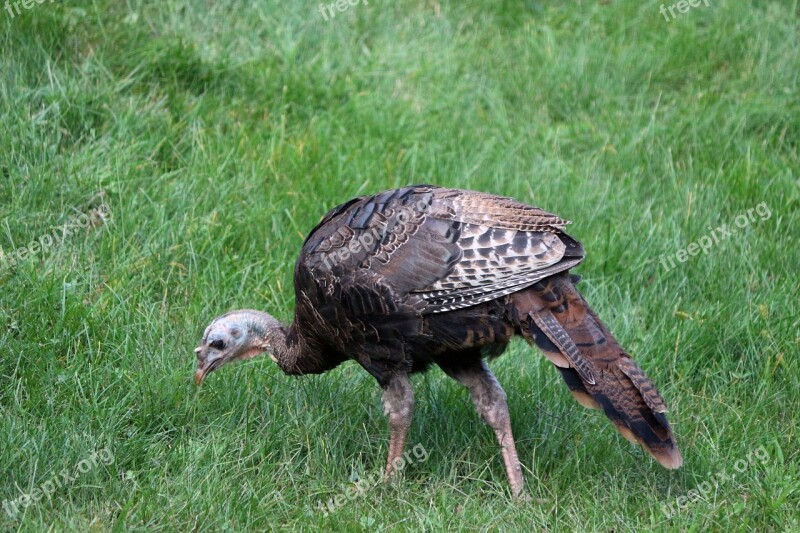 Turkey Nature Wildlife Bird Animal