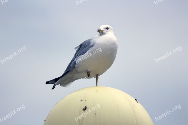 Pigeon Bird Standing Wildlife Nature