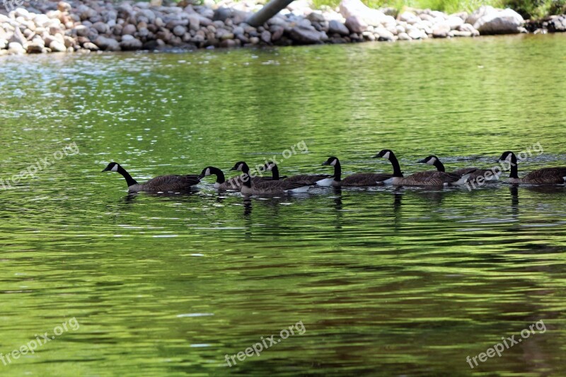 Geese Nature Water Swimming Animals