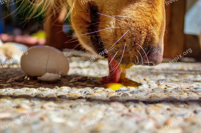 Dog Eating Licking Raw Egg