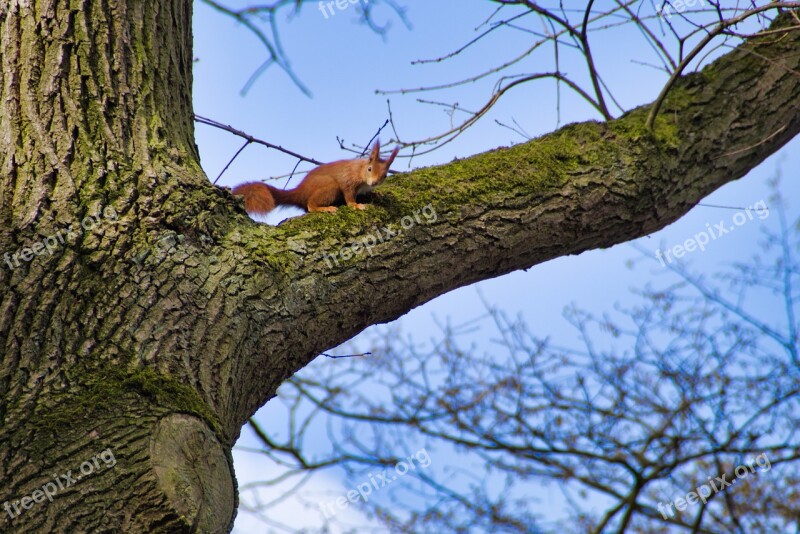 Squirrel Tree Nature Curious Free Photos