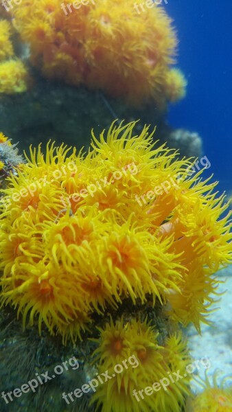 Anemone Ocean Sea Life Yellow Free Photos