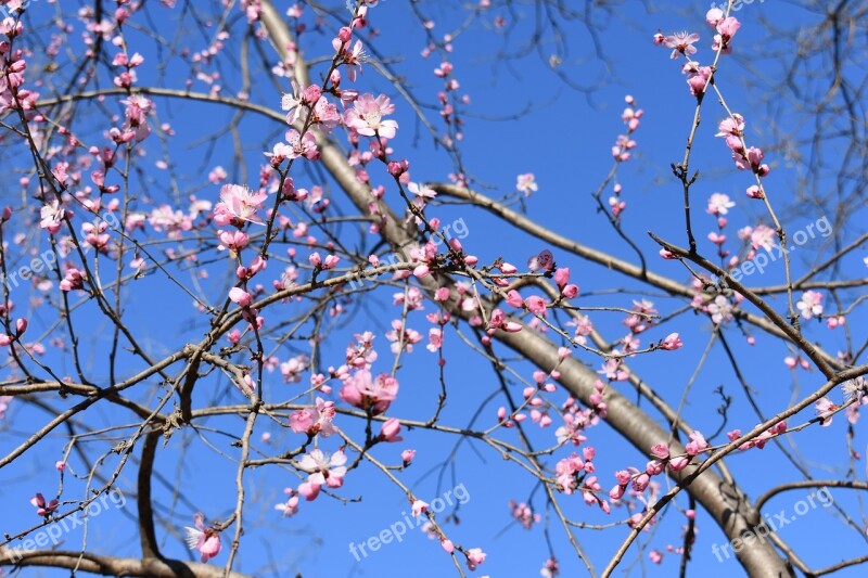 Peach Blossom Natural The Scenery Views Red