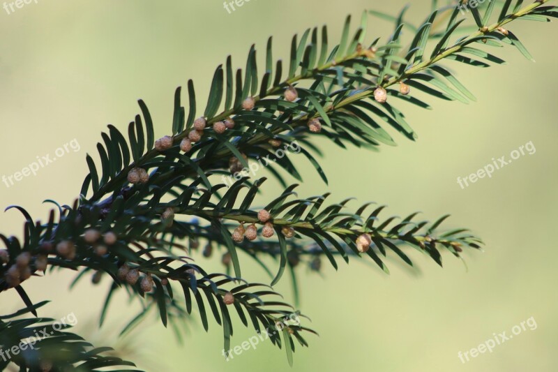 Branch Fruits Fir Greenhouse Tannenzweig Fir Tree