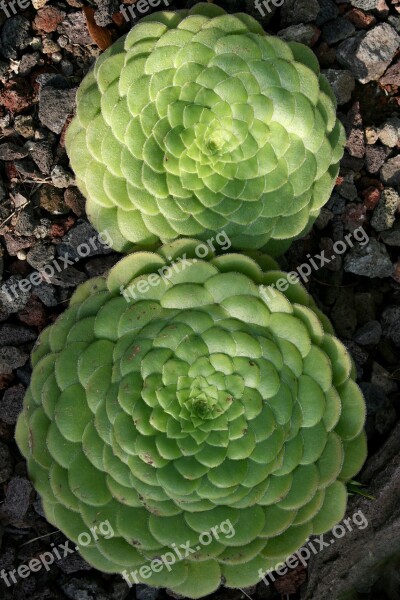 Thick Sheet Greenhouse Aeonium Plate-shaped Green Exotic