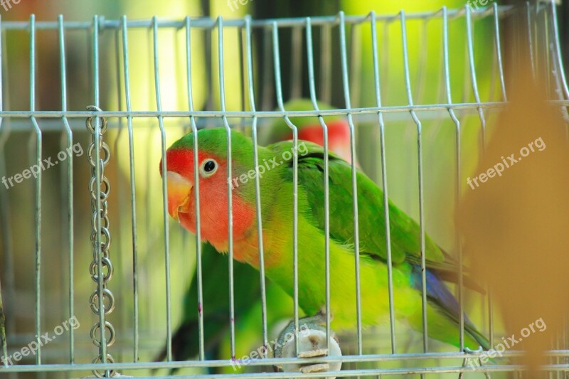 Parrot Bird Lovebird Ara Plumage