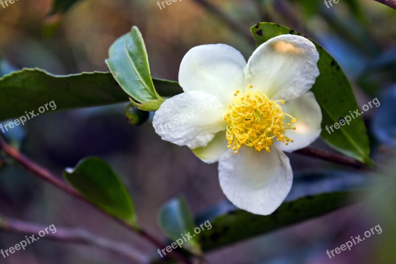 Tea Flower Flower White Flower Free Photos