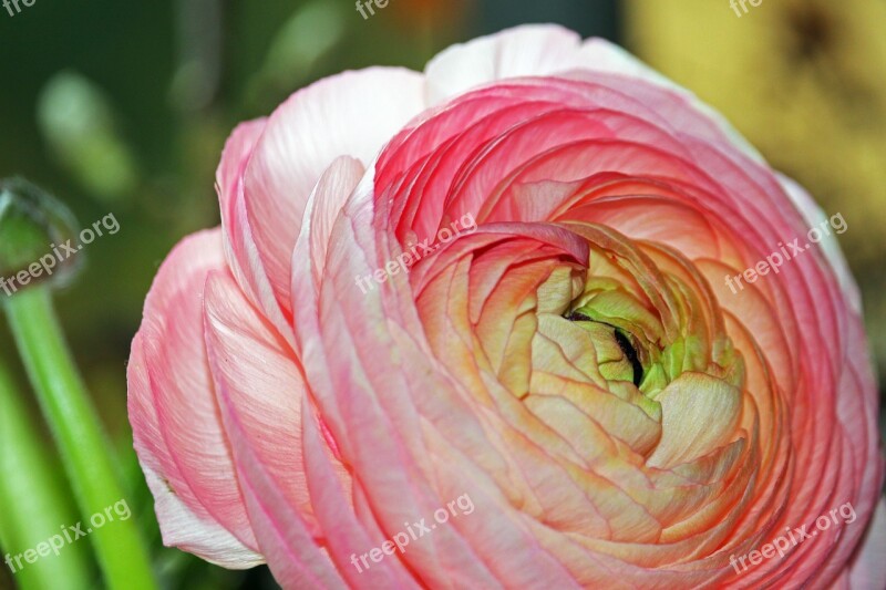 Ranunculus Spring Flower Flower Spring Nature