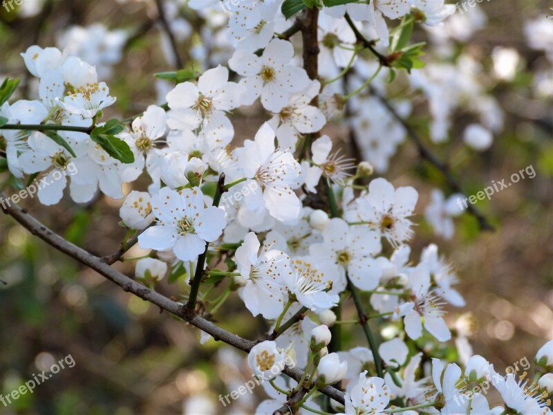 Blossom White Spring Flower Plant