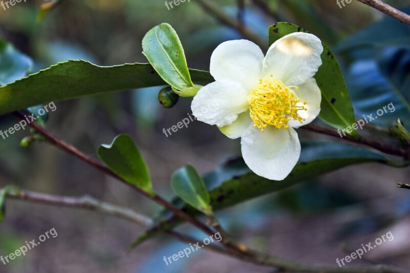 Flower Tea Flower White Flower Free Photos