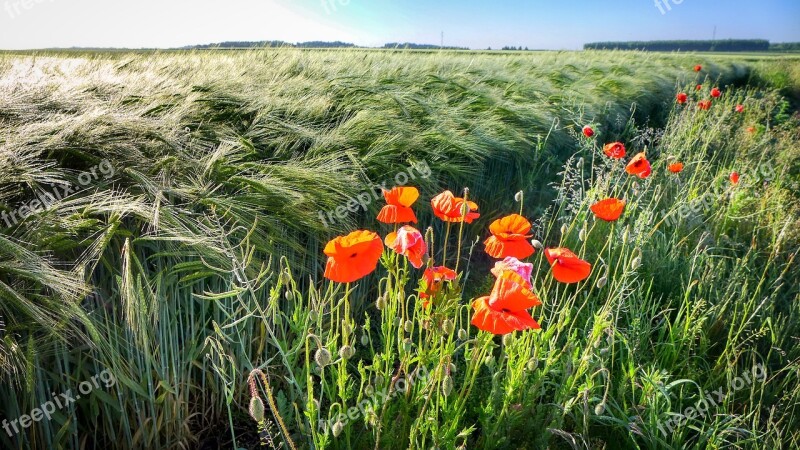 Poppy Field Nature Red Summer