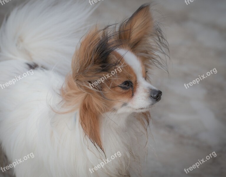 Dog Pet Dwarf Spaniel Papillon Butterfly Dog