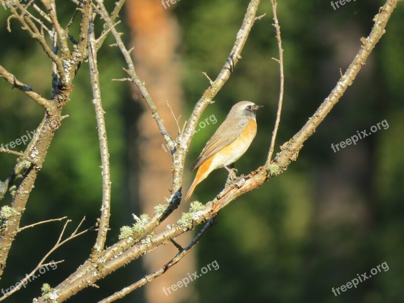 Bird Branch Nature Tree Colorful