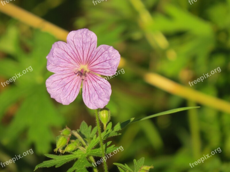 Flower Bloom Summer Nature Petals