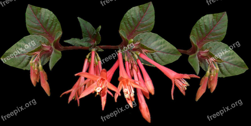 Fuchsia Flower Garden Nature Free Photos