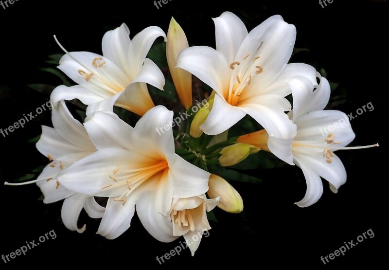 Lilies Easter Lilies White Flowers Garden Nature