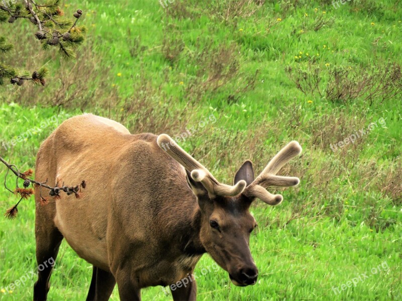 Elk Yellowstone Male Wyoming Hiking