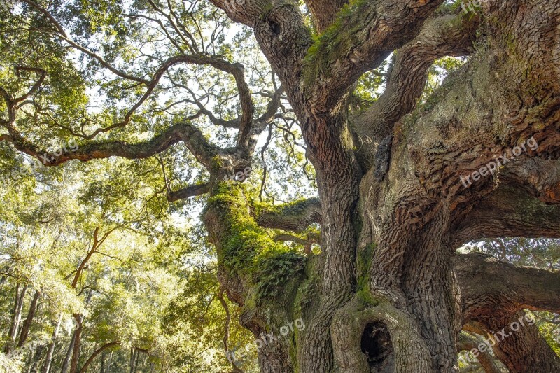 Fairy Tree South Carolina Ancient Live Oak Historical