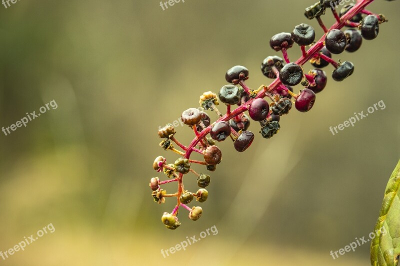 Berries Caster Bean Burgundy Wild Nature