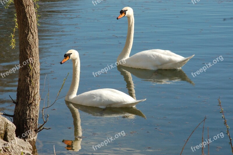 Swans Swan Animal Bird Nature