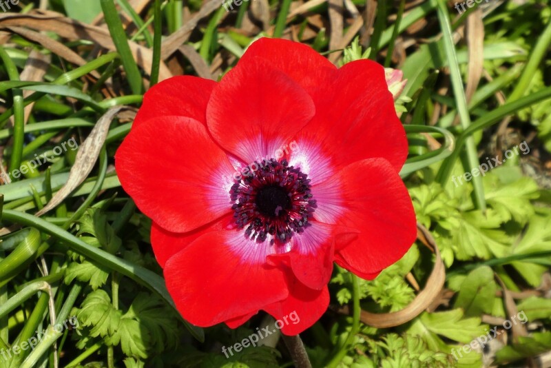 Flower Spring Vegetable Garden Flora