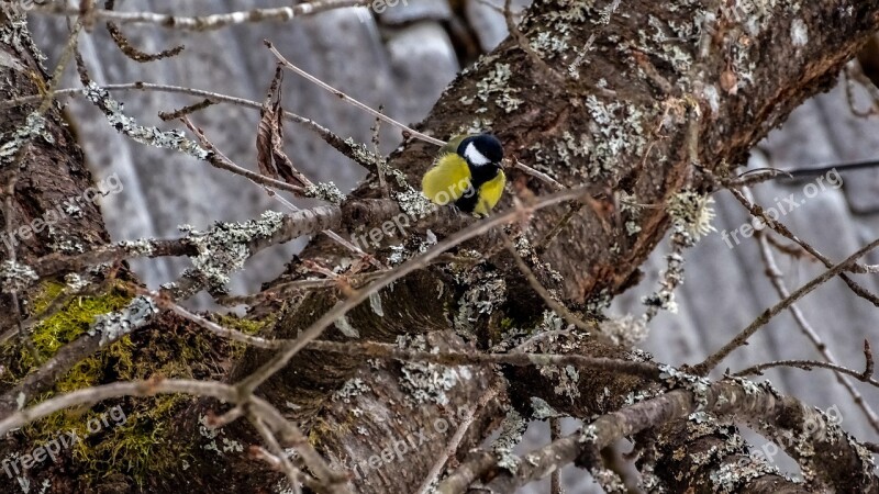 Bird Spring Animals Nature Wildlife