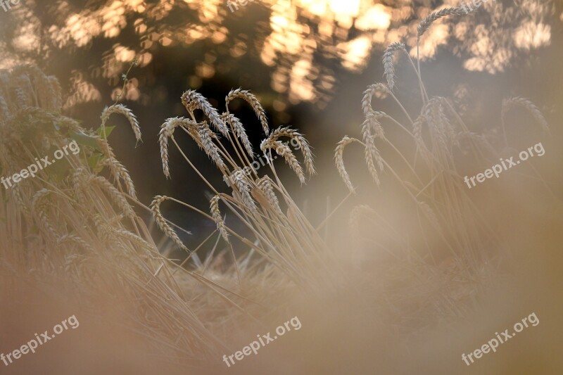 Wheat Harvest Evening Light Wheat Field Field