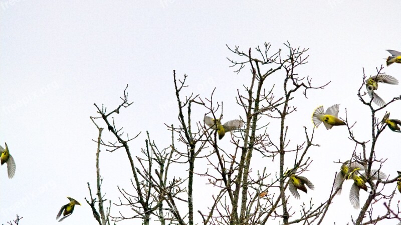 Cedar Waxwing Bird Waxwing Nature Wing