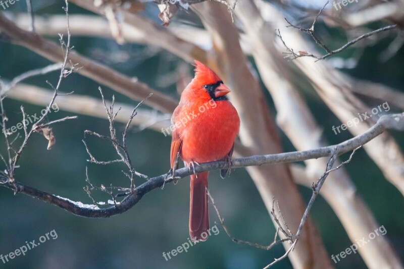 Cardinal Bird Red Nature Perched