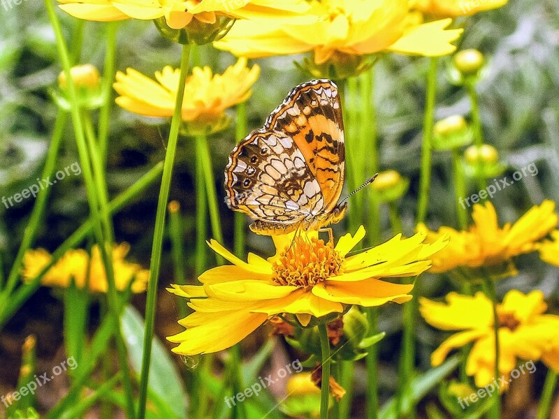 Butterfly Yellow Insect Sunflowers Summer