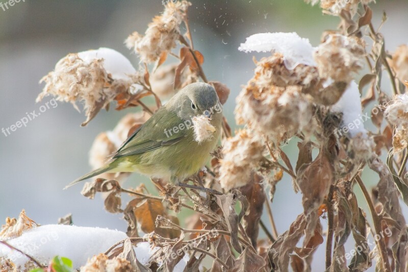 Bird Warbler Worm Snowbird Yellow