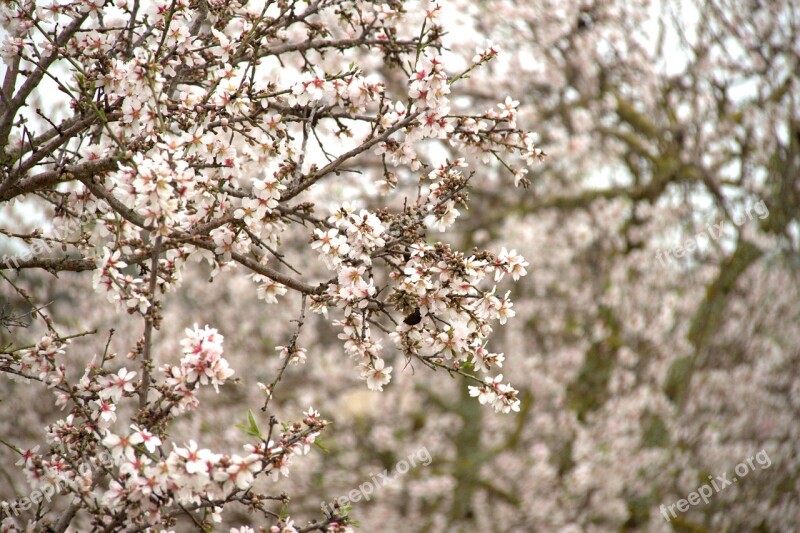 Almond Blossom Tree Mallorca Pink Mandelbaeumchen