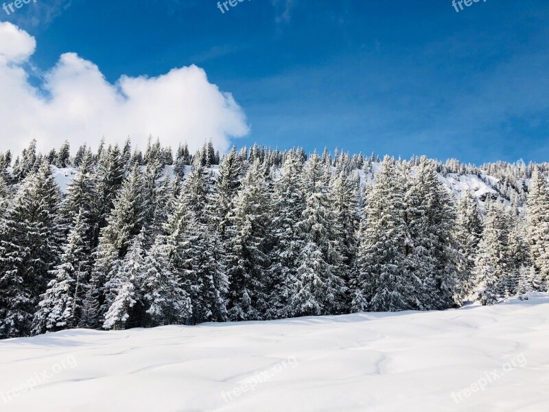 Winter Trees Landscape White Forest