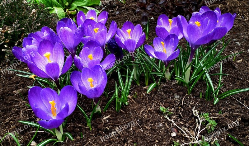 Crocus Flowers Spring Purple Garden