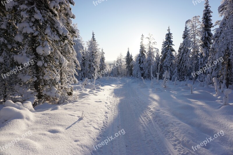 Winter Snow Trees Free Photos