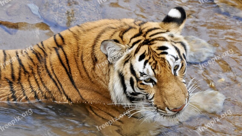 Tigers Wildcats Animals Predator Zoo