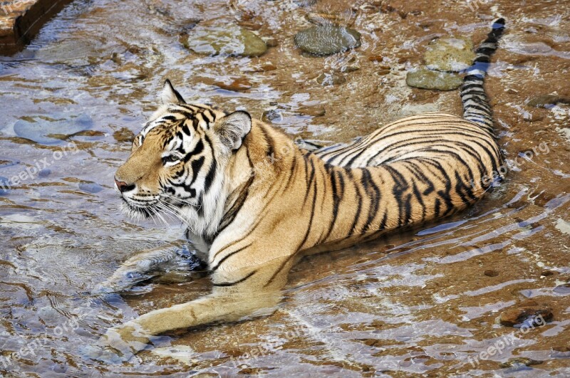 Tigers Wildcats Animals Predator Zoo