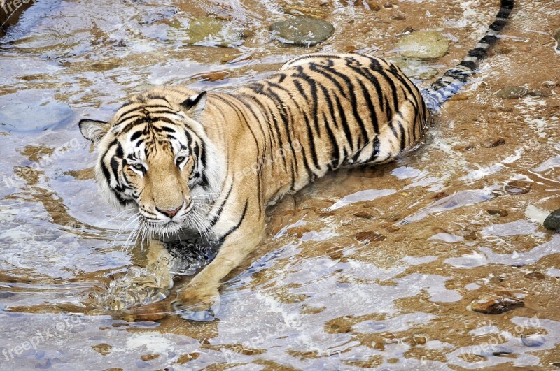 Tigers Wildcats Animals Predator Zoo