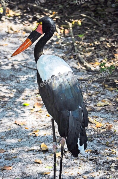 Saddle-billed Stork Bird Wildlife Animal Stork